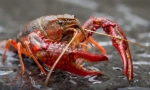Caracteristicile structurii și mijloacele de trai ale crustaceelor